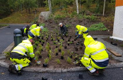 Plantering av perenner på Stena Ekebo - Lövhagen mark och trädgård
